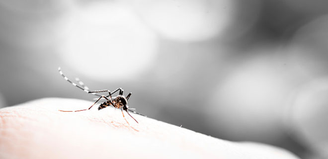 Is there a dengue-specific insurance cover?