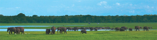 The gathering of elephants in Sri Lanka's Minneriya national park is a stunning wildlife spectacle
